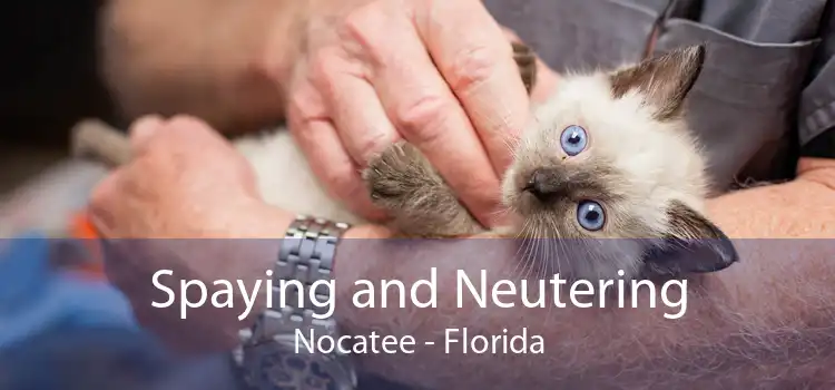 Spaying and Neutering Nocatee - Florida