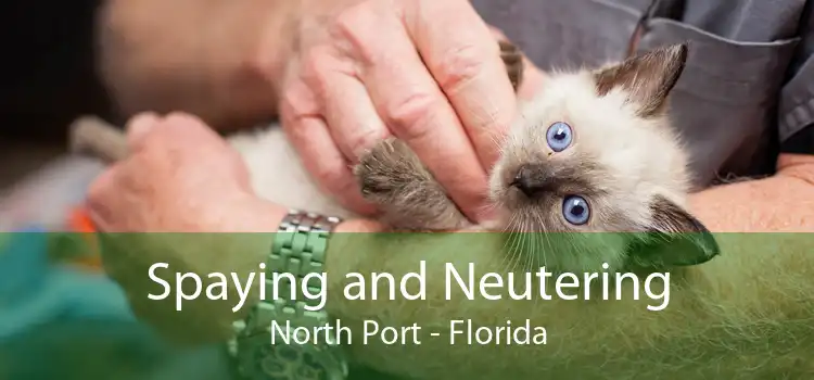 Spaying and Neutering North Port - Florida