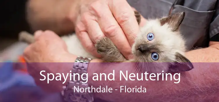 Spaying and Neutering Northdale - Florida
