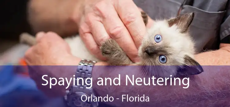 Spaying and Neutering Orlando - Florida