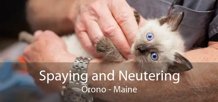 Spaying and Neutering Orono - Maine