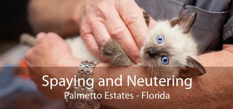 Spaying and Neutering Palmetto Estates - Florida
