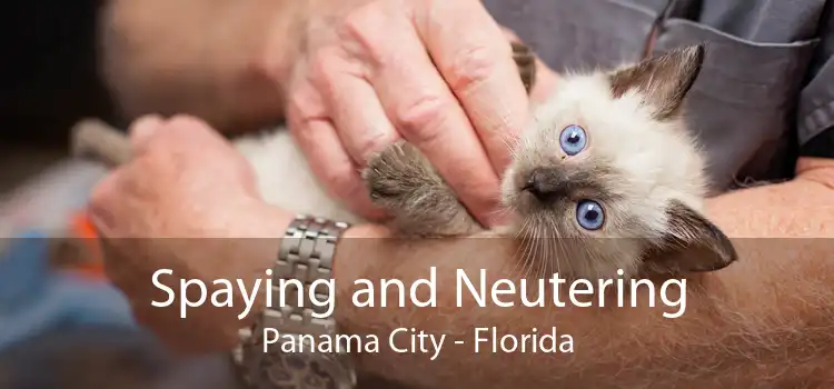 Spaying and Neutering Panama City - Florida