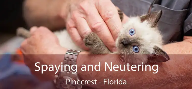 Spaying and Neutering Pinecrest - Florida