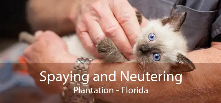 Spaying and Neutering Plantation - Florida
