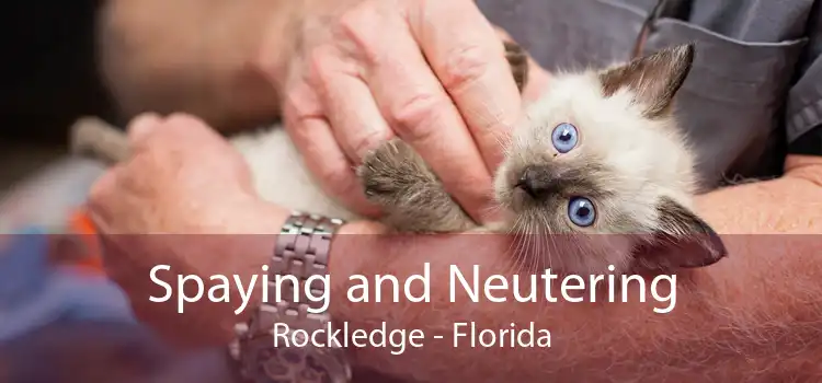 Spaying and Neutering Rockledge - Florida