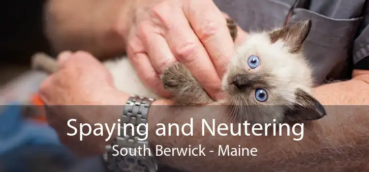 Spaying and Neutering South Berwick - Maine