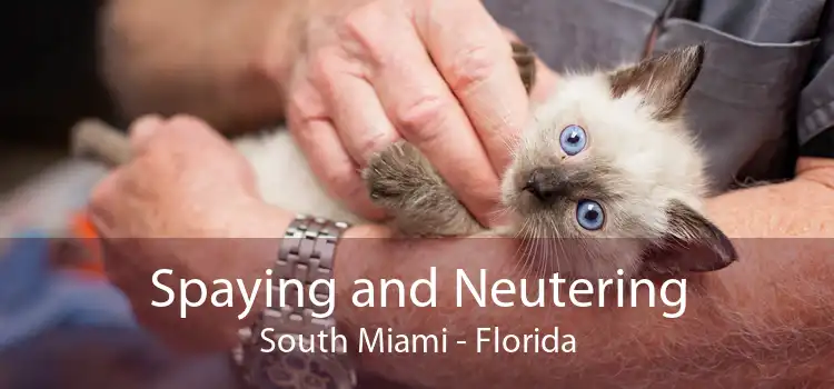 Spaying and Neutering South Miami - Florida