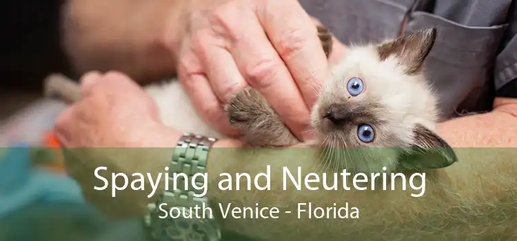 Spaying and Neutering South Venice - Florida