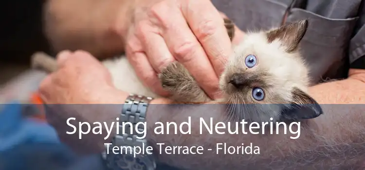 Spaying and Neutering Temple Terrace - Florida