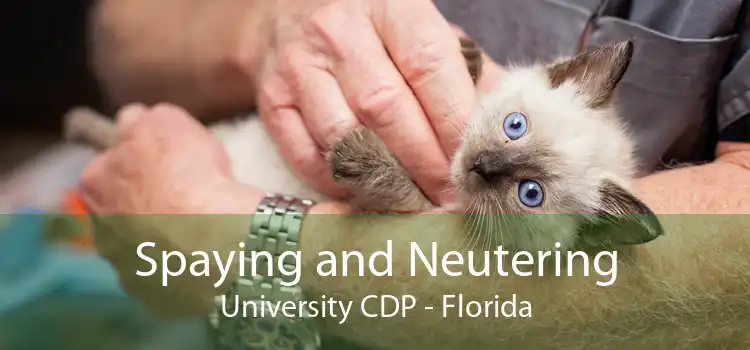 Spaying and Neutering University CDP - Florida