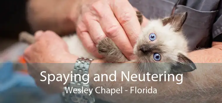 Spaying and Neutering Wesley Chapel - Florida