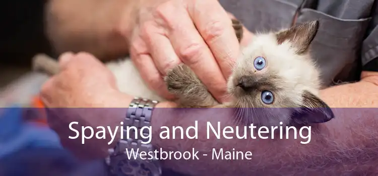 Spaying and Neutering Westbrook - Maine
