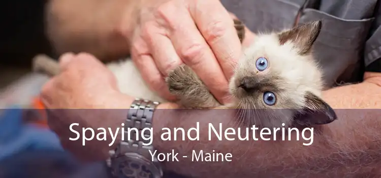 Spaying and Neutering York - Maine
