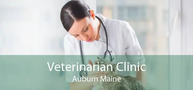Veterinarian Clinic Auburn Maine