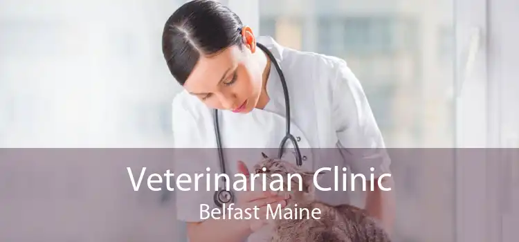 Veterinarian Clinic Belfast Maine