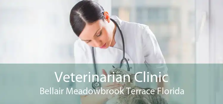 Veterinarian Clinic Bellair Meadowbrook Terrace Florida