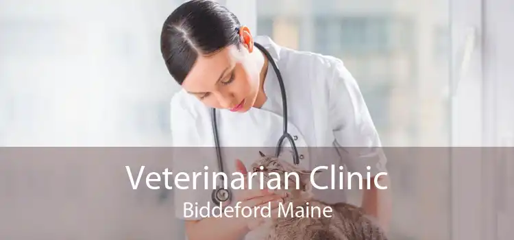 Veterinarian Clinic Biddeford Maine