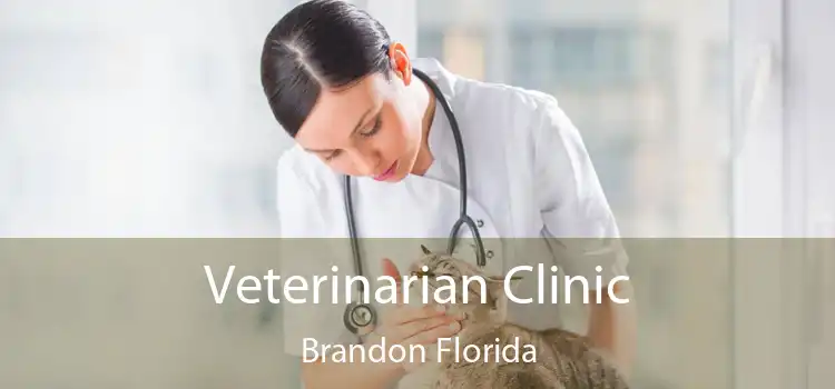 Veterinarian Clinic Brandon Florida