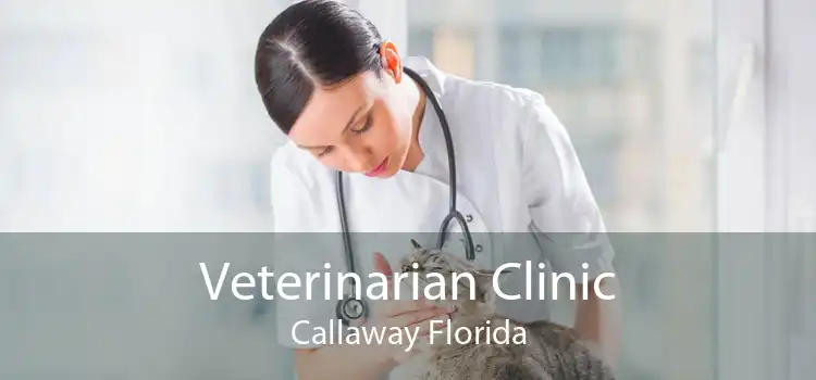 Veterinarian Clinic Callaway Florida