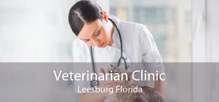 Veterinarian Clinic Leesburg Florida