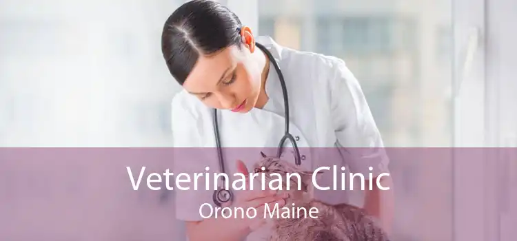 Veterinarian Clinic Orono Maine