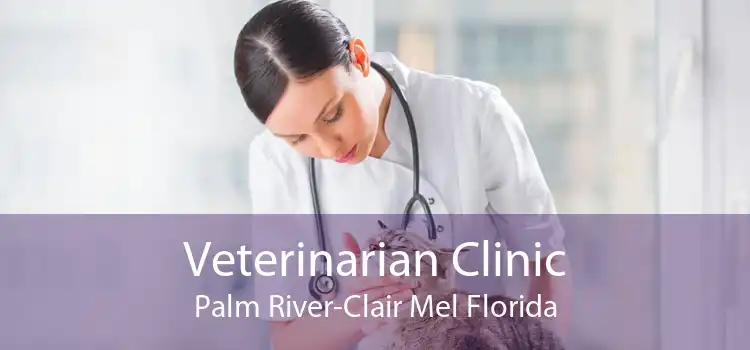Veterinarian Clinic Palm River-Clair Mel Florida