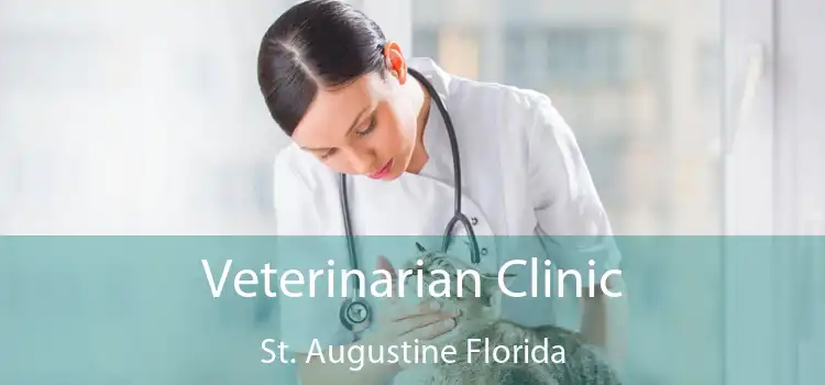 Veterinarian Clinic St. Augustine Florida