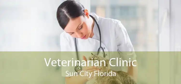 Veterinarian Clinic Sun City Florida