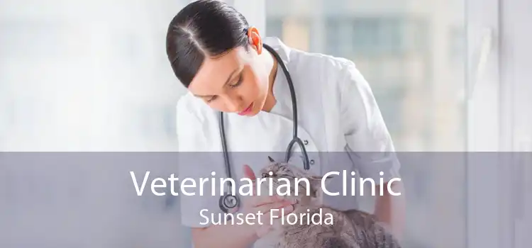 Veterinarian Clinic Sunset Florida