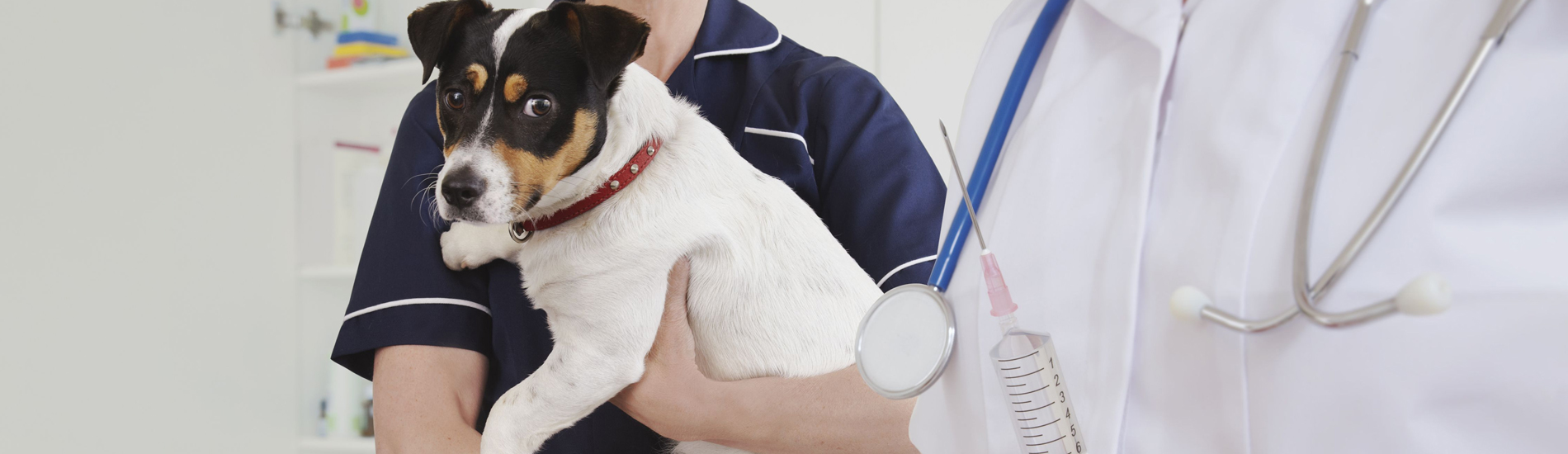 Dog Vaccinations Miami Beach Low Cost Dog Vaccinations Near Me