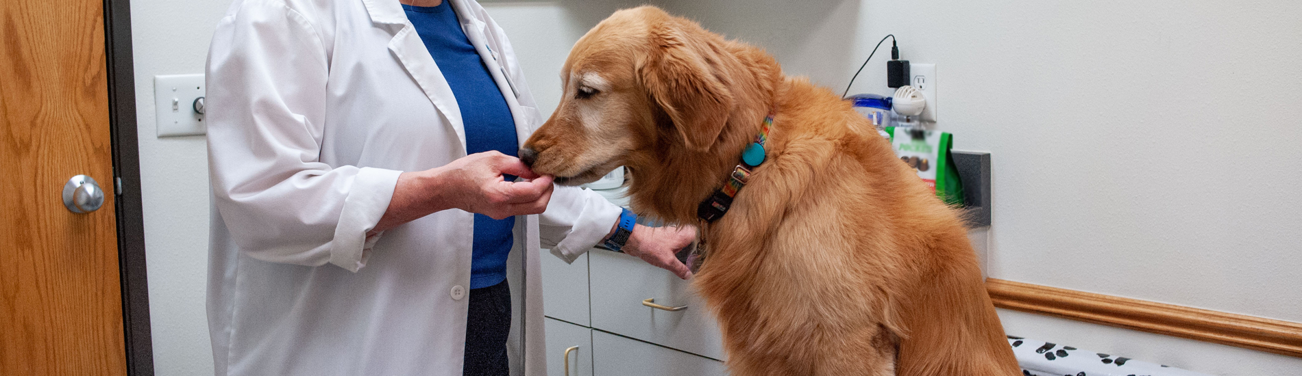 Emergency Vet Gulfport 24 Hour Emergency Vet Near Me