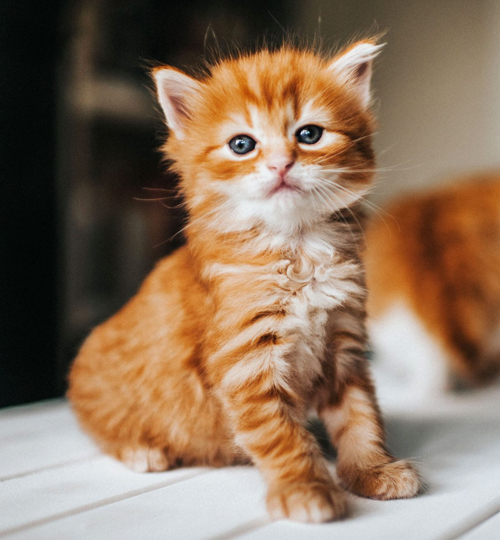 emergency vet center in Kittery