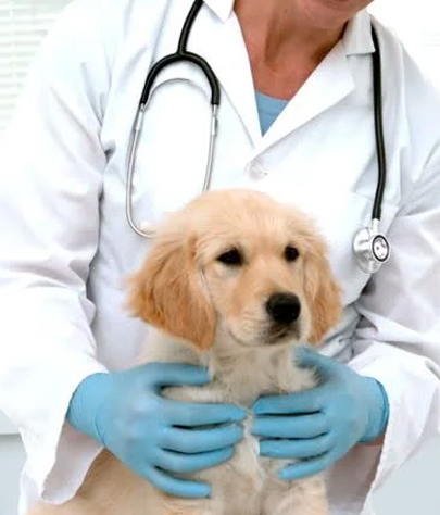 Brownsville Animal Hospital