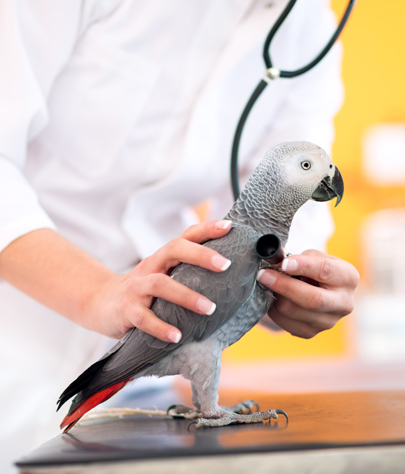 Bird Vet in Palm Valley