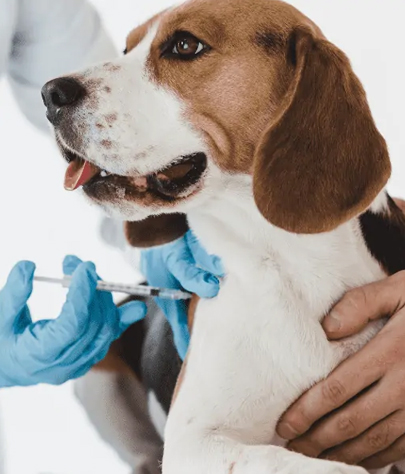 Dog Vaccinations in Leesburg