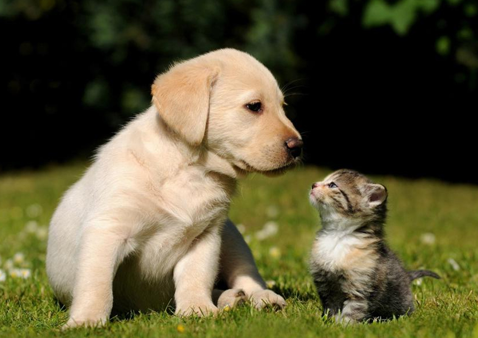 quality veterinarian services in Brownsville