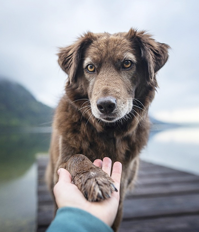 Pet Euthanasia in Lakewood Park