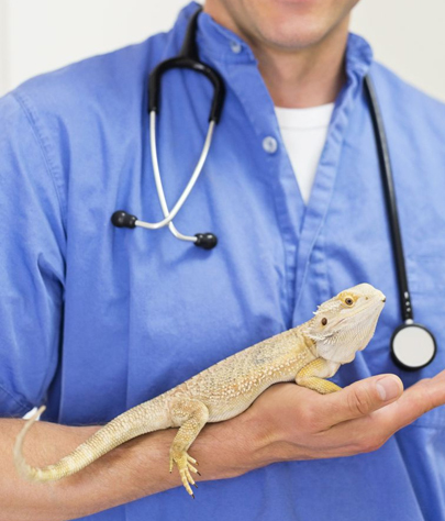 Holiday Reptile Vet