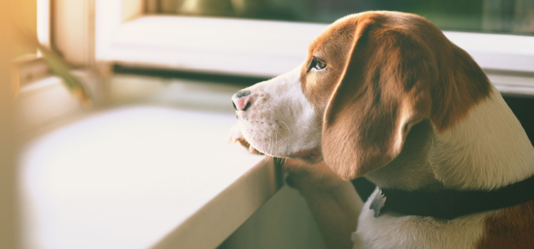 Dog Euthanasia Drugs in Presque Isle