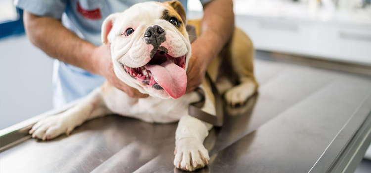 Bartow pet emergency clinic
