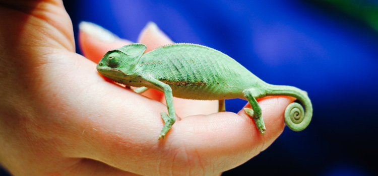experienced vet care for reptiles in Ives Estates