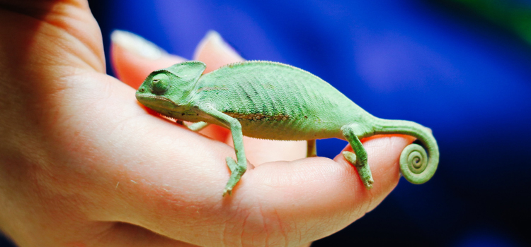 experienced vet care for reptiles in Portland