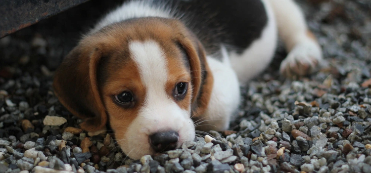 spay and neuter services in Presque Isle